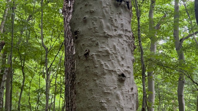 The knotty and warped bark of a beech tree infected with beech bark disease.