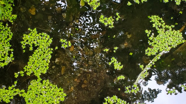 Des minuscules plantes vertes flottent sur la surface d’un étang peu profond.