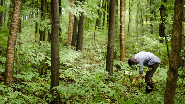 A researcher sampling in a forest understory.