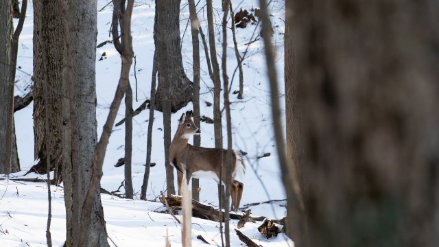 A white-tailed deer in a snowy forest