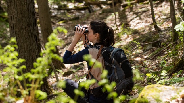 A woman in outdoors clothing is looking in the distance in the forest using binoculars.