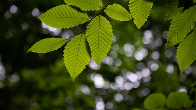 American beech leaves.