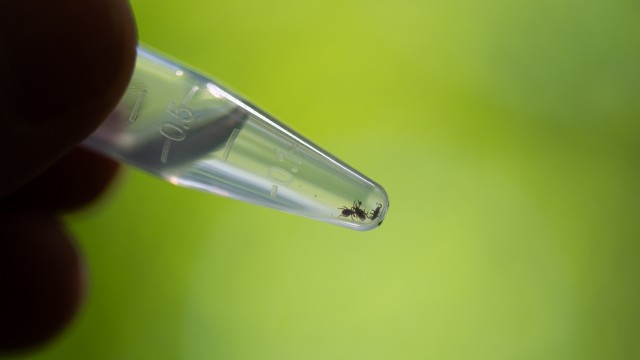 Three ticks in a vial filled with ethanol