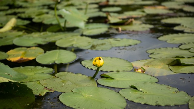 Aquatic plant at the surface of a lake.