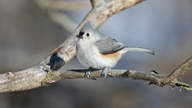 The earliest known sighting of a tufted titmouse (Baeolophus bicolor) in Quebec was in mid-November 1961 on Mont Saint-Hilaire (photo: Daniel Jauvin)