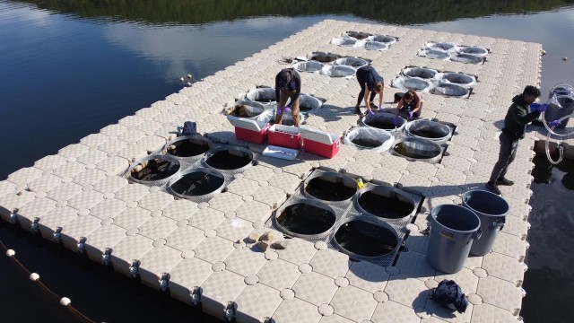 Four researchers are manipulating scientific equipment on the Lac Hertel mesocosms