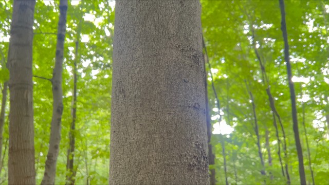 The smooth grey bark of a beech tree.
