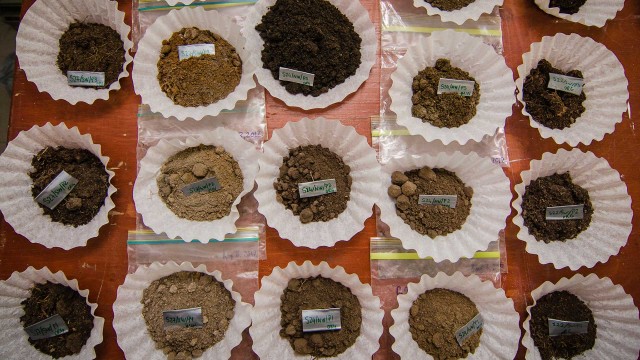 Coffee filters holding soil samples are displayed on a table.