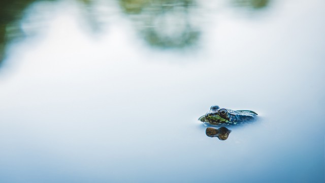 The head and back of a frog are visible above the water.