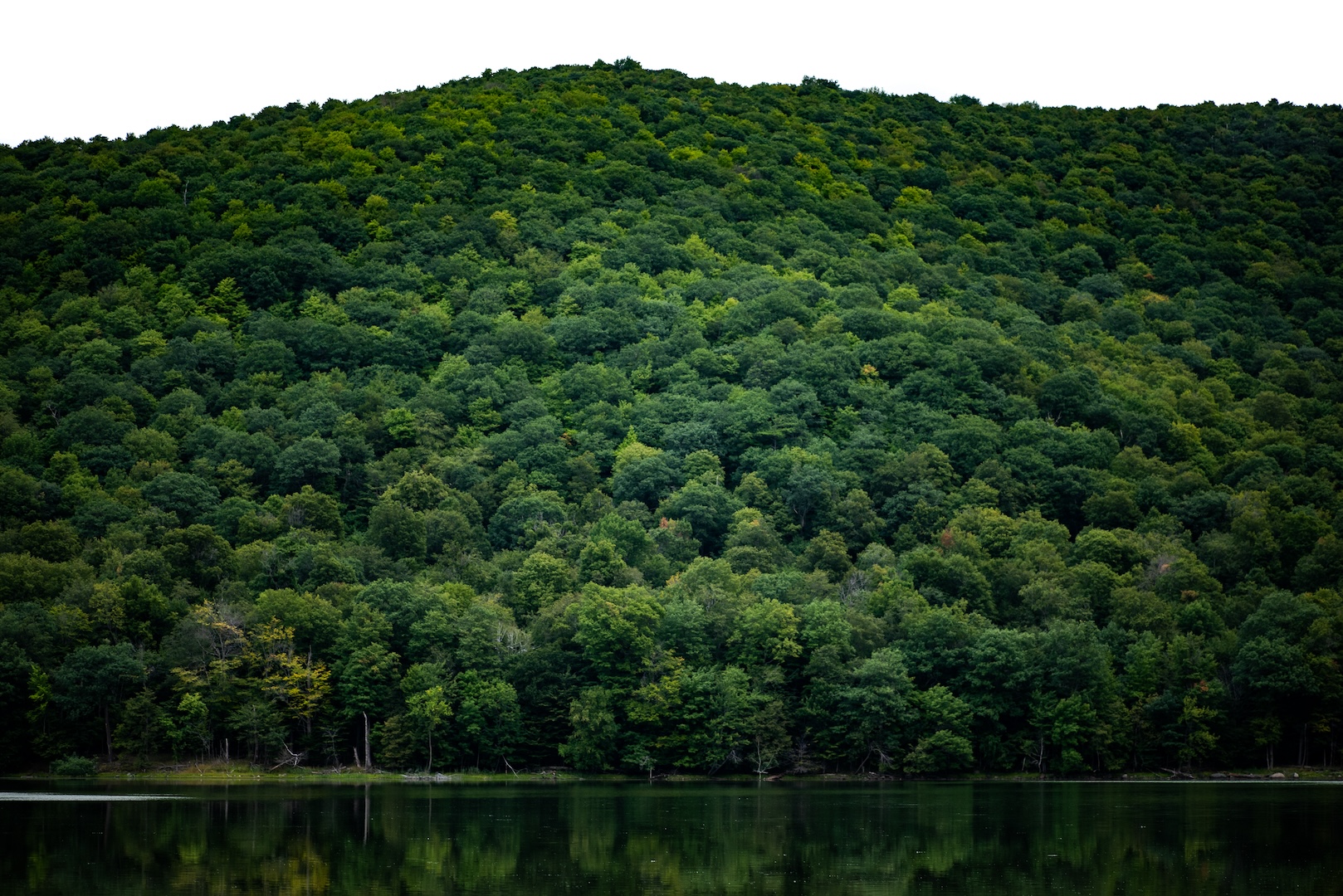 Why isn’t the Mont SaintHilaire forest being “cleaned up”? Gault