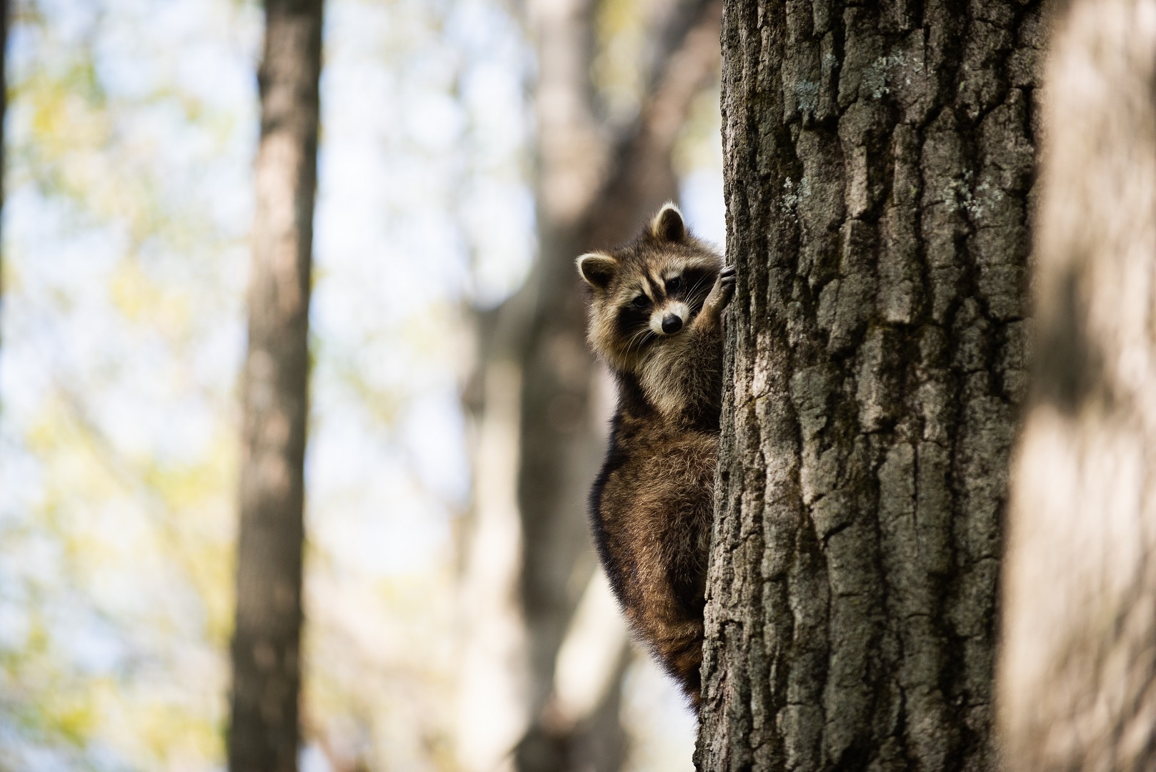 Coexisting with Wildlife on the Reserve - Gault Nature Reserve