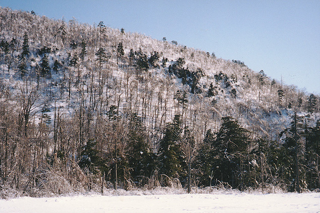 Arbres couverts de glace et courbés en bordure du lac Hertel
