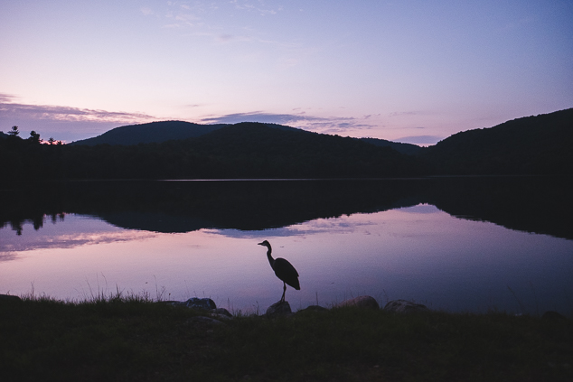 A great heron stands in front of pink sunset skies on a lake shore