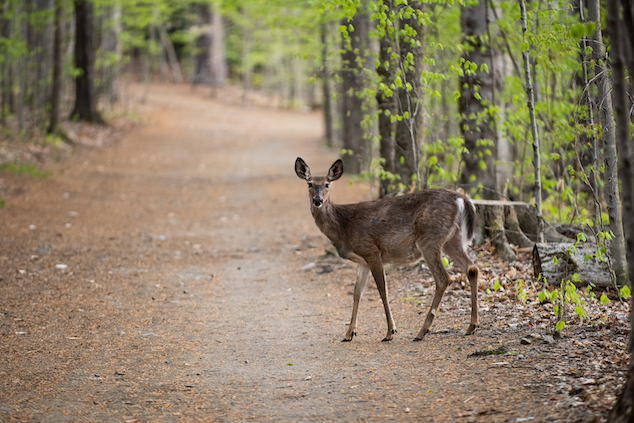 A white-tailed deer crossing a hiking trail