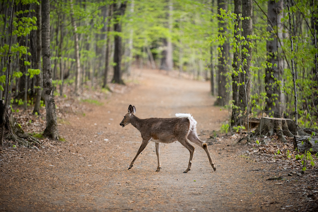 A deer runs across a trail