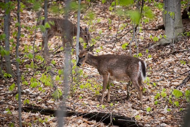 Two white-tailed deer eating young leaves from saplings in early spring