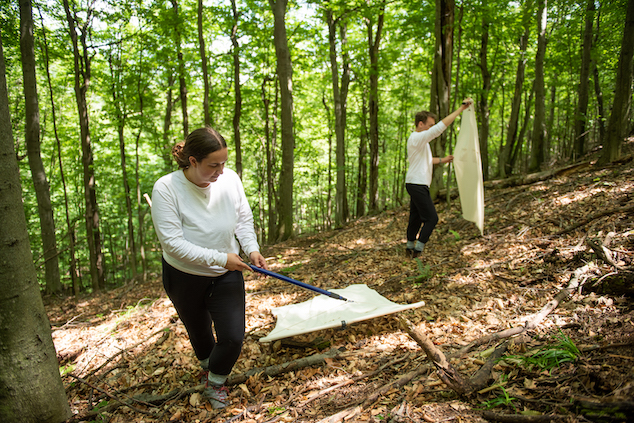Two people are dragging a large piece of white fabric on the forest floor.
