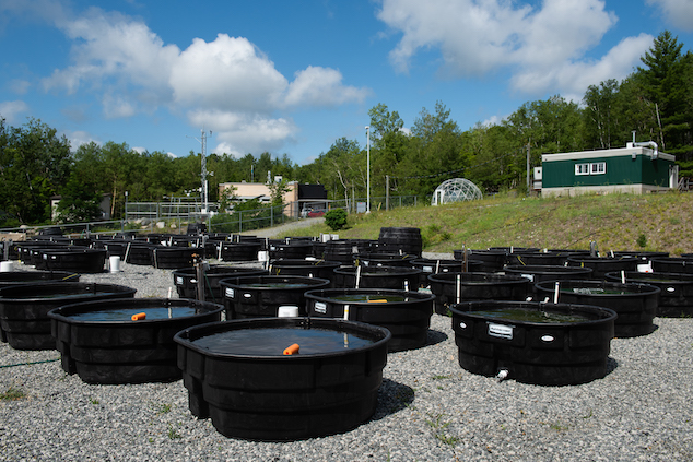 Many water-filled black plastic cattle bins are located outdoors in front of a laboratory.