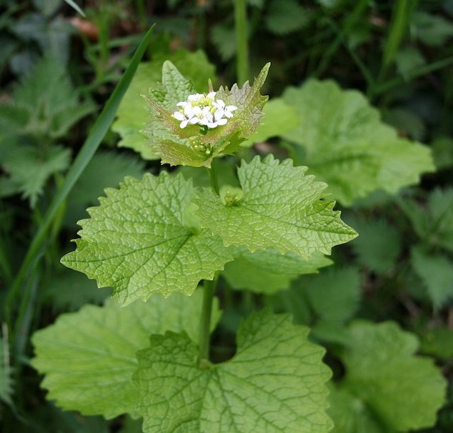 A close-up picture of garlic mustard.