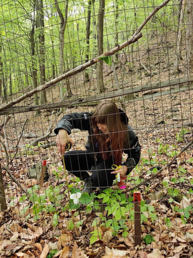 An intern crouches inside a fenced area meant to keep deer at bay, measuring understory plants.