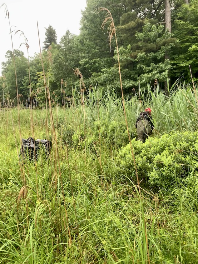 An intern cuts phragmites amongst tall grasses and other vegetation.