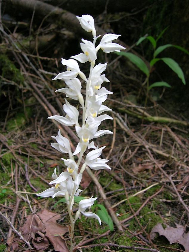 A phantom orchid rising out from a leaf-littered floor, standing out from its surrounding with its delicate white flowers and stems.